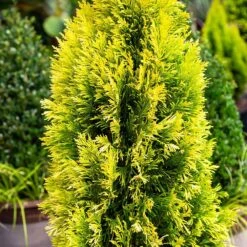 Forever Goldy™ Arborvitae Tree 10 Forever Goldy™ Arborvitae Tree -Nature Grove Shop FOrever GOldy 4