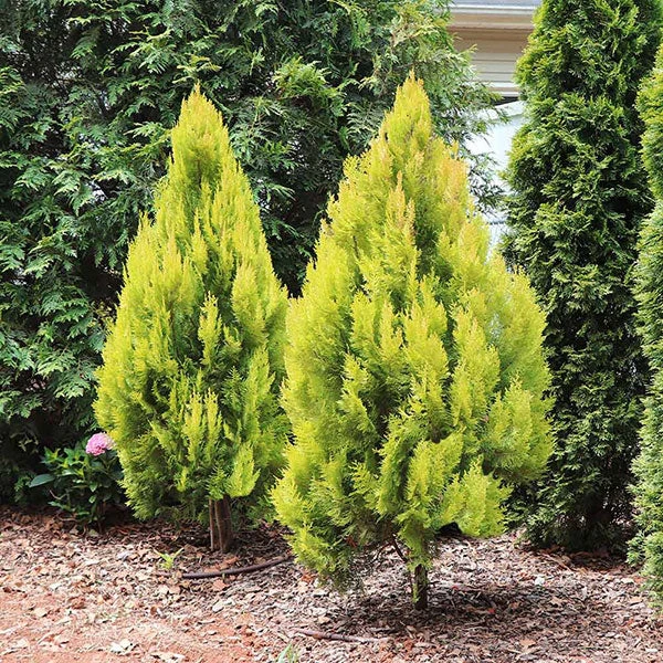 Forever Goldy™ Arborvitae Tree 3 Forever Goldy™ Arborvitae Tree