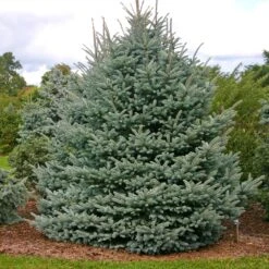 Fat Albert Colorado Blue Spruce -Nature Grove Shop Fat albert Blue Spruce 1
