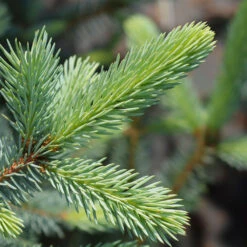 Fat Albert Colorado Blue Spruce -Nature Grove Shop Fat albert Blue Spruce 2