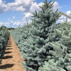Fat Albert Colorado Blue Spruce -Nature Grove Shop Fat albert Blue Spruce 5