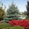 Fat Albert Colorado Blue Spruce -Nature Grove Shop Fat albert Blue Spruce FGT 600x600 2967f4b7 777d 4dcb 9133 7fce04685aca
