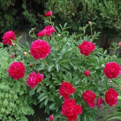 Felix Crousse Peony -Nature Grove Shop Felix Crousse Peony 1