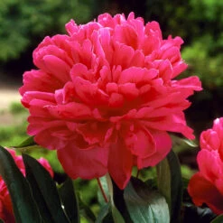 Felix Crousse Peony -Nature Grove Shop Felix Crousse Peony 2 FGT