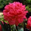 Felix Crousse Peony -Nature Grove Shop Felix Crousse Peony FGT 600x600 bc6525ef ac09 4cd7 8daa 65a114741091