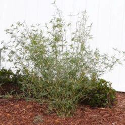 Fernleaf Bamboo -Nature Grove Shop FernleafMultiplexBamboo 1