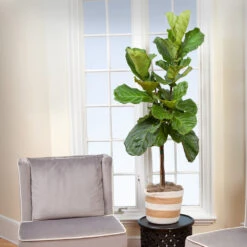 Monstera Deliciosa And Fiddle Leaf Fig Combo 9 Monstera Deliciosa And Fiddle Leaf Fig Combo -Nature Grove Shop Fiddle Leaf Fig 2 FGT