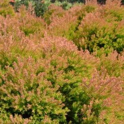 Fire Chief™ Thuja Shrub -Nature Grove Shop Fire Chief Arborvitae 4