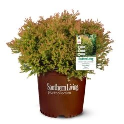 Fire Chief™ Thuja Shrub -Nature Grove Shop Fire Chief Arborvitae 5