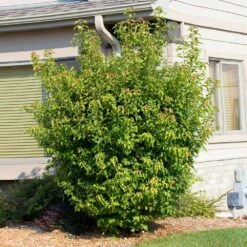 Flame Amur Maple -Nature Grove Shop Flame Amur 2