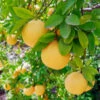 Flame Grapefruit Tree -Nature Grove Shop Flame Grapefruit 600x600 3439c604 9d92 491c b107 cc763d52c75a