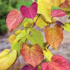 Flame Thrower® Redbud Tree -Nature Grove Shop Flame Thrower Redbud 3