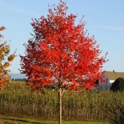 Flashfire® Maple Tree -Nature Grove Shop Flashfire Maple 2