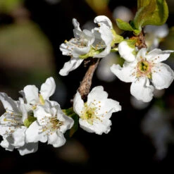 Flavor Queen Pluot® -Nature Grove Shop Flavor Queen Pluot 3