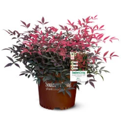 Flirt™ Nandina Shrub 12 Flirt™ Nandina Shrub -Nature Grove Shop Flirt Nandina 5