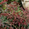 Flirt™ Nandina Shrub -Nature Grove Shop Flirt Nandina FGT 600x600 c6f1b96c ea7c 42fb ad5c 9b651418a0af