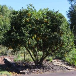 Hardy Orange Tree 'Flying Dragon' 14 Hardy Orange Tree 'Flying Dragon' -Nature Grove Shop Flying Dragon Trifoliate orange 11 FGT