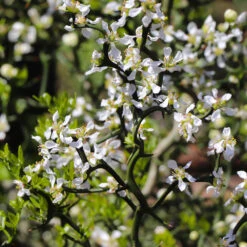 Hardy Orange Tree 'Flying Dragon' 18 Hardy Orange Tree 'Flying Dragon' -Nature Grove Shop Flying Dragon Trifoliate orange 3 FGT