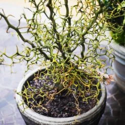 Hardy Orange Tree 'Flying Dragon' 15 Hardy Orange Tree 'Flying Dragon' -Nature Grove Shop Flying Dragon Trifoliate orange 7