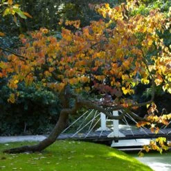 Forest Pansy Redbud -Nature Grove Shop Forest Pansy Redbud 2