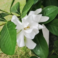 Four Seasons Gardenia Shrub -Nature Grove Shop FourSeasons Gardenia 2