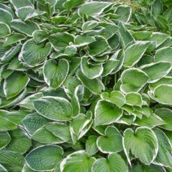 Francee Hosta Plant -Nature Grove Shop Francee Hosta 2