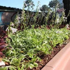 Francee Hosta Plant -Nature Grove Shop Francee Hosta 3