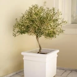 Frantoio Olive Tree -Nature Grove Shop Frantoio Olive FGT