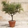 Frantoio Olive Tree -Nature Grove Shop Frantoio Olive FGT 600x600 ae78b264 02f3 4f9c a62c 4757ae262c9c