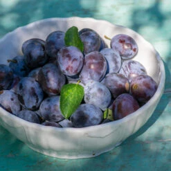 French Prune Tree 9 French Prune Tree -Nature Grove Shop French Prune Plum 3