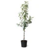 Fuji & Haralson Twisted Apple Tree -Nature Grove Shop Fuji Haralson Twisted Apple Tree 600x600 73b8c5c4 a870 4777 abbd 685802f1e817
