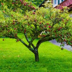 Fuji Apple Tree - USDA Organic -Nature Grove Shop Fuji Apple 6