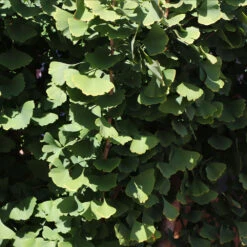 Goldspire™ Ginkgo Tree -Nature Grove Shop GOldspire Ginkgo Tree 8