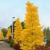 Goldspire™ Ginkgo Tree 2 Goldspire™ Ginkgo Tree -Nature Grove Shop GOldspire Ginkgo Tree FGT 600x600 7823bbd2 a0a0 4e3e 97ee 180c7afa68ba