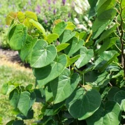 Garden Gems® Emerald Redbud Tree -Nature Grove Shop Garden Gems Emerald 1