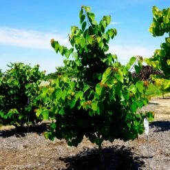 Garden Gems® Emerald Redbud Tree -Nature Grove Shop Garden Gems Emerald 3