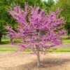 Garden Gems® Emerald Redbud Tree -Nature Grove Shop Garden Gems Emerald FGT 600x600 d1ef7a36 461c 405e b528 c0ebf54f8deb