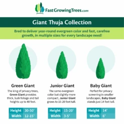 Junior Giant Thuja Tree -Nature Grove Shop GiantThujaCollectionGraphic 46da212d 75c4 4b15 9d43 0f7dc11664cd