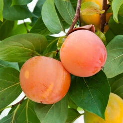 Giant Fuyu Persimmon Tree 9 Giant Fuyu Persimmon Tree -Nature Grove Shop Giant Persimmon 1