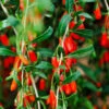 Goji Berry 1 Goji Berry -Nature Grove Shop Goji Berry FGT 600x600 09616a89 c739 4c98 a2f5 b475ff0711b2