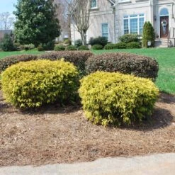 Gold Mop Cypress -Nature Grove Shop Gold Mop Cypress 1 FGT