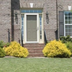 Gold Mop Cypress -Nature Grove Shop Gold Mop Cypress 2 FGT