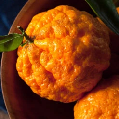 Gold Nugget Mandarin Tree -Nature Grove Shop Gold Nugget Manderine Tree 4 FGT