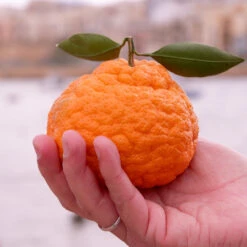 Gold Nugget Mandarin Tree -Nature Grove Shop Gold Nugget Manderine Tree 7