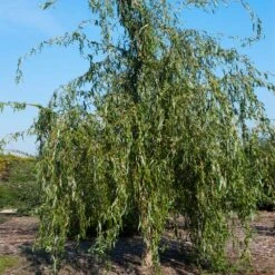Golden Curls' Corkscrew Willow -Nature Grove Shop Golden Curls Willow 1