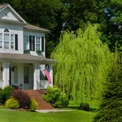 Golden Curls' Corkscrew Willow -Nature Grove Shop Golden Curls Willow 4