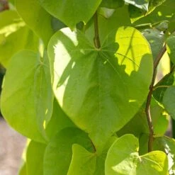 Golden Falls® Redbud Tree 9 Golden Falls® Redbud Tree -Nature Grove Shop Golden Falls Redbud 2