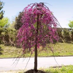 Golden Falls® Redbud Tree 11 Golden Falls® Redbud Tree -Nature Grove Shop Golden Falls Redbud 4