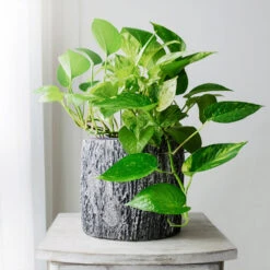 Boho House Plant Kit 12 Boho House Plant Kit -Nature Grove Shop Golden Pothos 1 BB