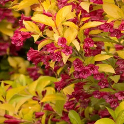 Golden Jackpot® Weigela Shrub 8 Golden Jackpot® Weigela Shrub -Nature Grove Shop Golden jackpot Weigela 2